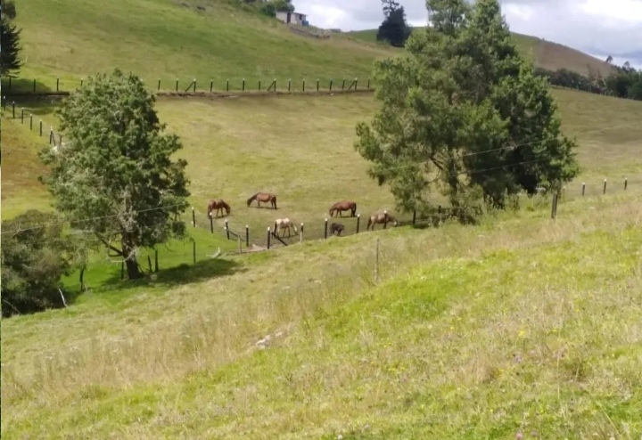 VENDO HERMOSA FINCA EN CHOCOTA DE 5.5 FANEGADAS 